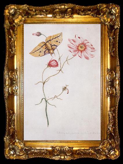 framed  Willam Bartram Savannah Pink or Sabatia Imperial Moth, ta009-2